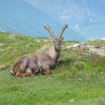 Bouquetin au col de Galise